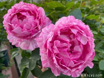 伊芙飞溅月季Yve Splash
