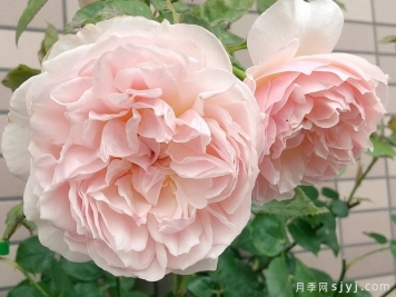 伊芙琳奥斯汀月季/依芙琳Evelyn