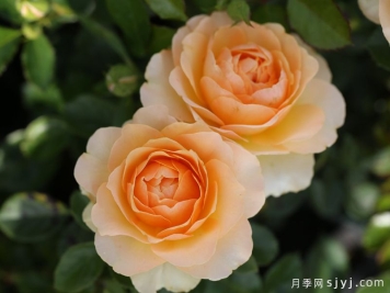 木星王阳台月季King Terrazza Jupiter