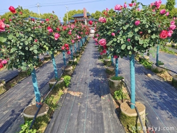 月季花出口中亚成为花木行业趋势