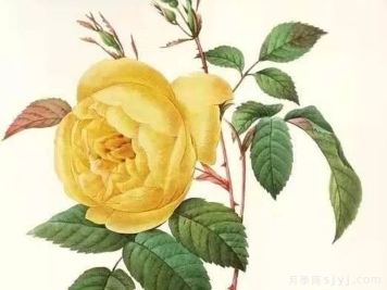 淡黄香水月季