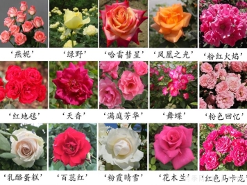 月季育种家：中国农业科学院蔬菜花卉研究所