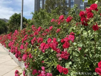 红地毯月季