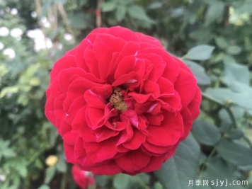 红尘之恋月季