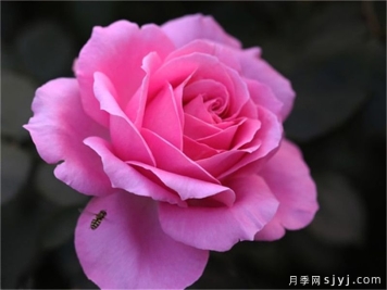 醉红颜月季