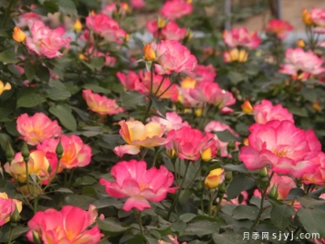 蝴蝶泉月季