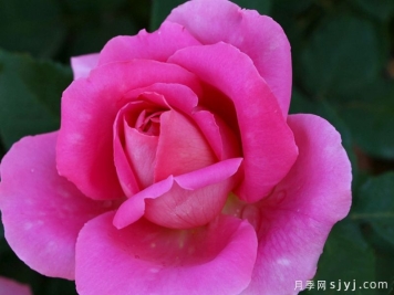 香恋月季