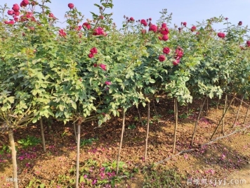 3千棵棒棒糖月季和3公分月季树为湖州安吉县增添美景