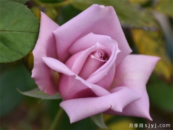 X小姐月季Lady X