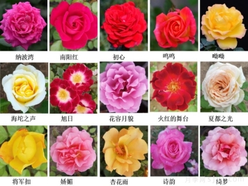 月季育种家：北京纳波湾园艺公司