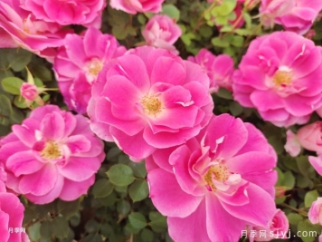 批发仙境月季苗优选南阳森景月季基地