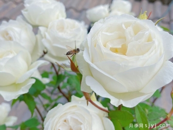 伊芙婚礼之路月季/婚礼之路Yves Wedding Road