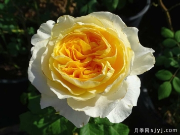 碧翠丝月季/贝特丽丝Beatrice