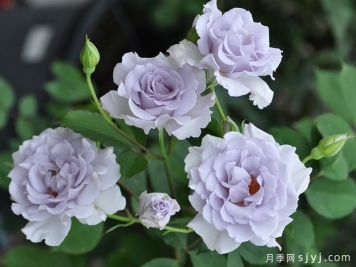 迷雾紫月季/朦胧紫月季Misty Purple
