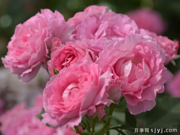 粉姬月季/粉公主/粉红公主Pink of Princess