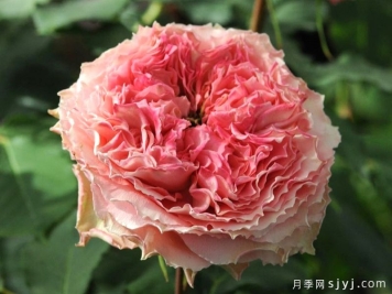 日冕月季/玫瑰珊瑚Rose Corona