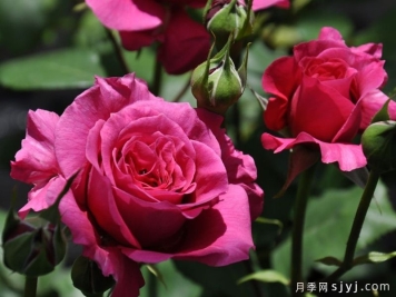 恩典女王月季/格蕾丝王后Grace Queen