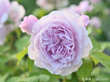 雷米尔月季/雷米尔天使Ramiel