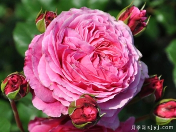 神仆天使阿比迪月季/阿比迪Abdel