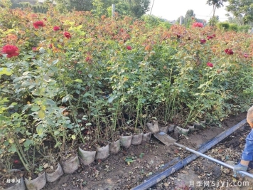 月季花叶子发黄枯萎是怎么回事？