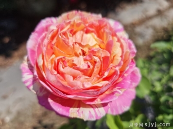 分享13款经典条纹月季，你会喜欢吗？