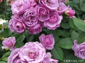 薰衣草花束月季/薰衣草花环月季Lavender Bouquet