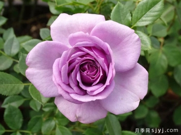 薰衣草门廊月季/紫色花环/薰衣草阳台/薰衣草花环Lavender Flower Circus