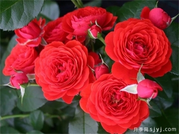 奇卡门廊月季/奇卡花环月季Chica Veranda