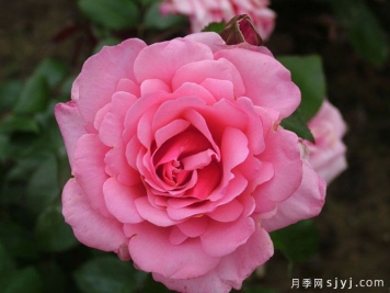 阿尔伯特亲王月季Prince Albert