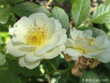 阿格莱亚月季/阿格拉AglaIa
