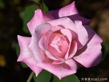 阿勒西娅月季/阿列西亚Alethea