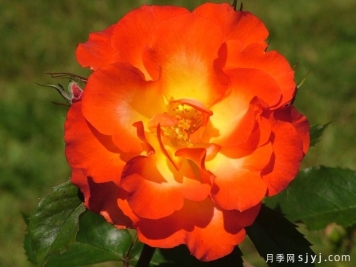 阿勒赞月季Alezane