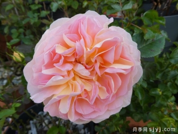 阿梅丽诺冬月季/爱蜜莉诺冬Amelie Nothomb