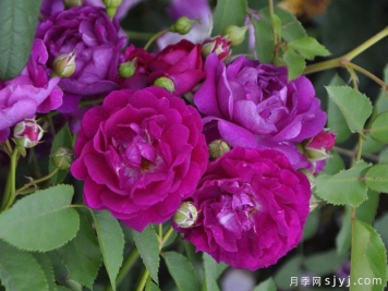 艾凡赫月季/艾芬豪Ivanhoe