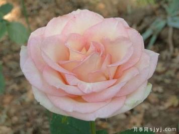 埃斯佩兰斯月季/希望/希冀Esperance