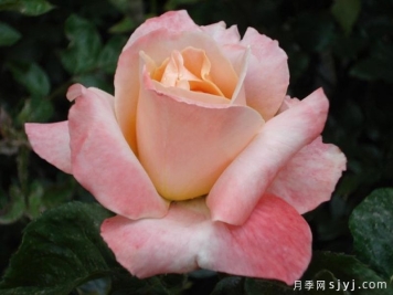 艾米雅凯月季Aime Jacquet