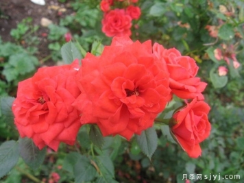 爱的祝福月季Loving Wishes