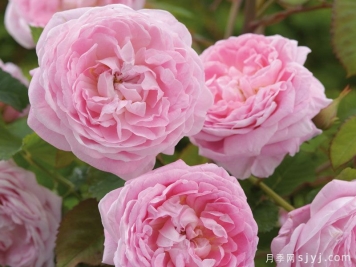 安妮女王月季Queen Anne