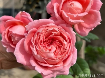 安索菲比克月季/碧克月季Anne-Sophie Pic
