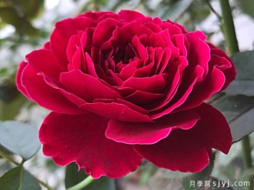 奥德赛月季Odysseia