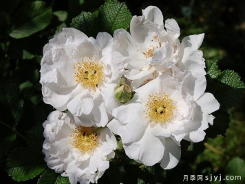 白色跑者月季White Roadrunner