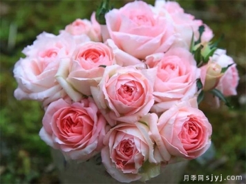 白桃妖精月季White Peach Ovation