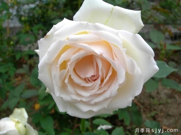 白薇夫人月季Madame Bravy