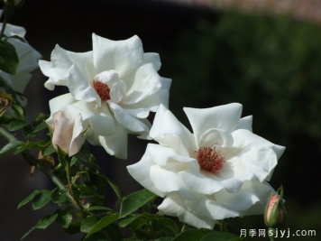 白岩月季White Rock
