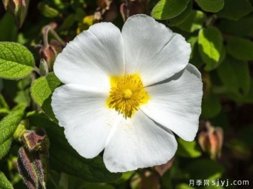 白岩蔷薇White Rock