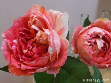 斑马耐心月季La Zebra patience