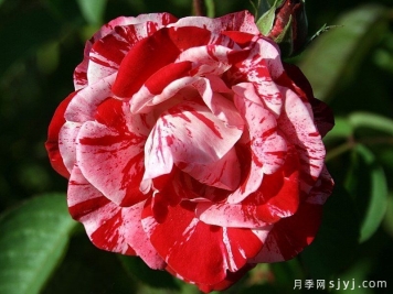 薄荷漩涡月季Peppermint Swirl
