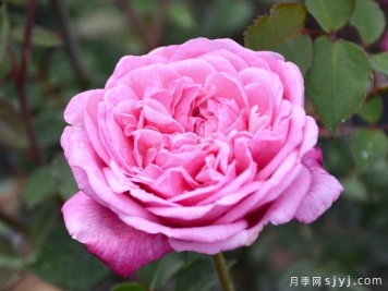宝相月季/四面镜