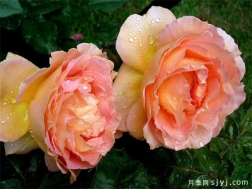 贝蒂娜月季Bettina2009