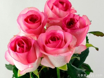 贝拉维塔月季介绍和优缺点